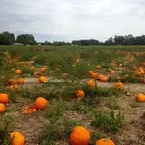 Mr. Pepper's Pumpkin Patch photo