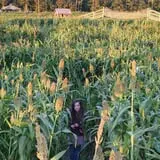 Mr. Pepper's Pumpkin Patch photo