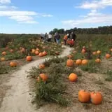 Mr. Pepper's Pumpkin Patch photo