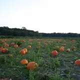Mr. Pepper's Pumpkin Patch photo