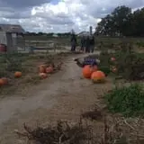 Mr. Pepper's Pumpkin Patch photo