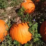 Mr. Pepper's Pumpkin Patch photo
