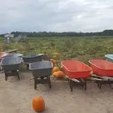 Mr. Pepper's Pumpkin Patch photo