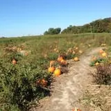 Mr. Pepper's Pumpkin Patch photo