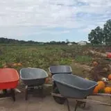 Mr. Pepper's Pumpkin Patch photo