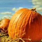 Mr. Pepper's Pumpkin Patch photo
