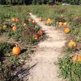 Mr. Pepper's Pumpkin Patch photo
