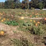 Mr. Pepper's Pumpkin Patch photo