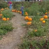 Mr. Pepper's Pumpkin Patch photo