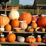 Mr. Pepper's Pumpkin Patch photo
