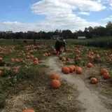 Mr. Pepper's Pumpkin Patch photo