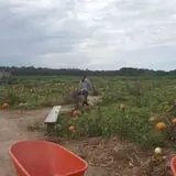 Mr. Pepper's Pumpkin Patch photo