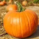 Mr. Pepper's Pumpkin Patch photo