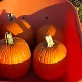 Mr. Pepper's Pumpkin Patch photo