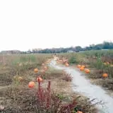Mr. Pepper's Pumpkin Patch photo