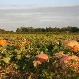 Mr. Pepper's Pumpkin Patch photo