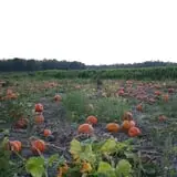 Mr. Pepper's Pumpkin Patch photo