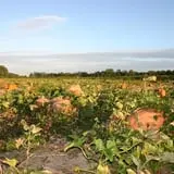 Mr. Pepper's Pumpkin Patch photo