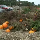 Mr. Pepper's Pumpkin Patch photo