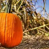 Mr. Pepper's Pumpkin Patch photo