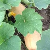 Hurley Farms photo
