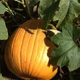Hurley Farms photo