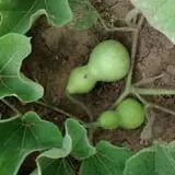 Hurley Farms photo