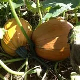 Hurley Farms photo
