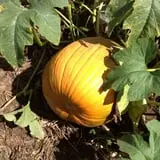 Hurley Farms photo