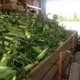 Hurley Farms photo