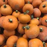 Hurley Farms photo