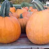 Hurley Farms photo