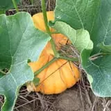 Hurley Farms photo