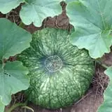 Hurley Farms photo
