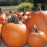 Hurley Farms photo