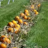 Johnson's Nursery and Garden photo