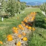 Johnson's Nursery and Garden photo