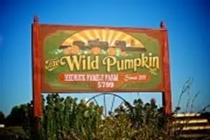 The Wild Pumpkin