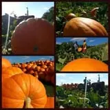 Basse's Taste of Country photo