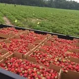 Basse's Taste of Country photo