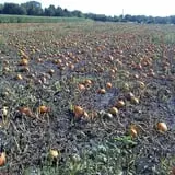 Basse's Taste of Country photo