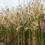 Basse's Taste of Country photo