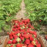 Basse's Taste of Country photo