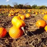 Basse's Taste of Country photo