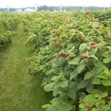 Basse's Taste of Country photo