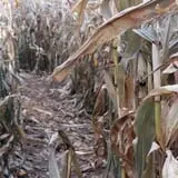 Basse's Taste of Country photo