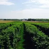 Basse's Taste of Country photo