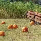 The Robinson Family Farm photo
