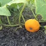 The Robinson Family Farm photo