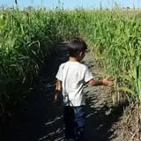 The Robinson Family Farm photo